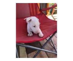 One female AKC Bull terrier all white puppy for sale - 3