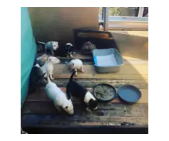 One female AKC Bull terrier all white puppy for sale - 4