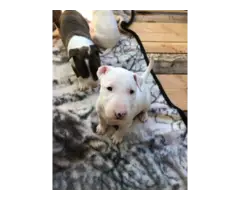 One female AKC Bull terrier all white puppy for sale - 5