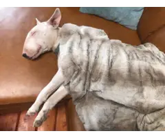 One female AKC Bull terrier all white puppy for sale - 8