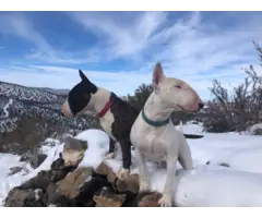 One female AKC Bull terrier all white puppy for sale - 9