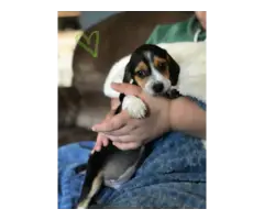 5 super cute female AKC beagle puppies for sale