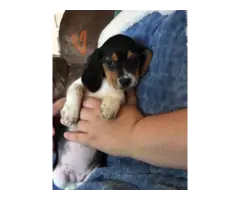 5 super cute female AKC beagle puppies for sale - 2