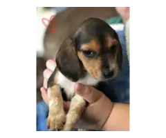 5 super cute female AKC beagle puppies for sale - 3