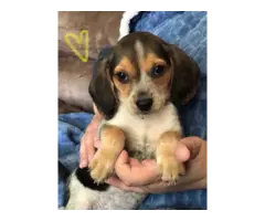 5 super cute female AKC beagle puppies for sale - 4