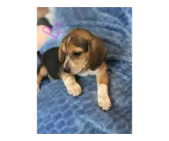 5 super cute female AKC beagle puppies for sale - 5
