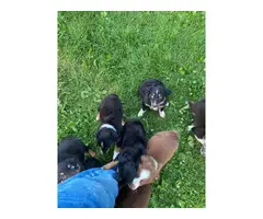 14 Tri Color Aussie puppies to be rehomed - 1