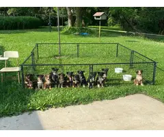 14 Tri Color Aussie puppies to be rehomed - 2