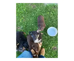 14 Tri Color Aussie puppies to be rehomed - 3