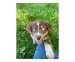 14 Tri Color Aussie puppies to be rehomed - 4