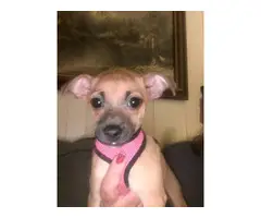 3 month old Chihuahua female puppy for sale - 2