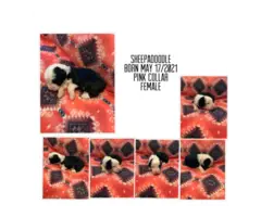 3 male and 3 female Sheepadoodle puppies for sale - 2