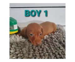 2 boy and 1 girl dachshund puppies for sale