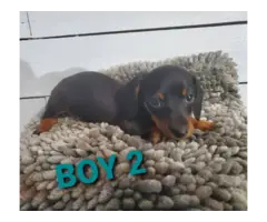 2 boy and 1 girl dachshund puppies for sale - 2
