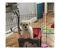 3 months old Maltese puppy for sale