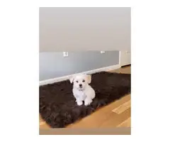 3 months old Maltese puppy for sale