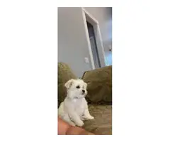 3 months old Maltese puppy for sale