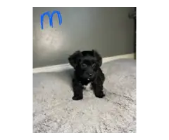 Adorable Malchi Puppies for Sale
