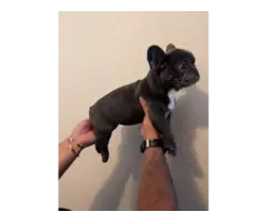 2 AKC French Bulldog Puppies for Sale