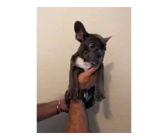 2 AKC French Bulldog Puppies for Sale - 2