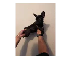 2 AKC French Bulldog Puppies for Sale - 7