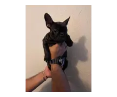 2 AKC French Bulldog Puppies for Sale - 8