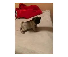 3 baby boy pug puppies for sale - 4