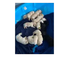 6 Purebred British Labrador puppies for sale