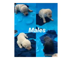 6 Purebred British Labrador puppies for sale - 2