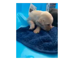 6 Purebred British Labrador puppies for sale - 4