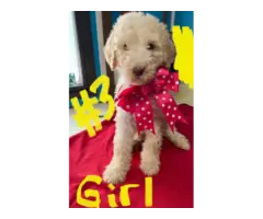 4 Standard poodles available