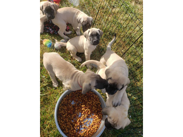 NKC Mastiff puppies Daytona Beach Puppies for Sale Near Me