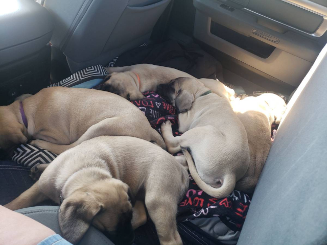 NKC Mastiff puppies Daytona Beach Puppies for Sale Near Me