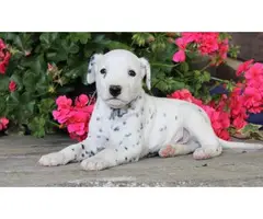 4 Registered male Dalmatian Puppies - 2