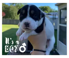5 Beautiful Border Pit Puppies for Sale