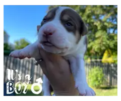 5 Beautiful Border Pit Puppies for Sale - 2