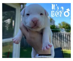 5 Beautiful Border Pit Puppies for Sale - 3