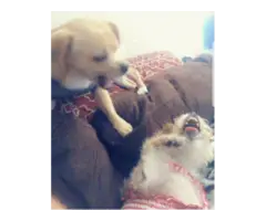 4 PLAYFUL CHEAGLE PUPPIES FOR SALE - 3