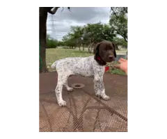 9 German Shorthaired Pointer Puppies for Sale