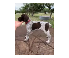 9 German Shorthaired Pointer Puppies for Sale - 2