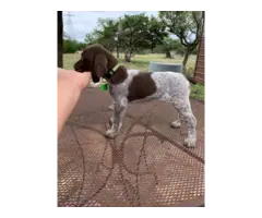 9 German Shorthaired Pointer Puppies for Sale - 3