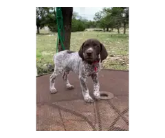 9 German Shorthaired Pointer Puppies for Sale - 7