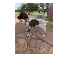 9 German Shorthaired Pointer Puppies for Sale - 8
