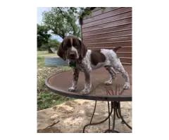 9 German Shorthaired Pointer Puppies for Sale - 9