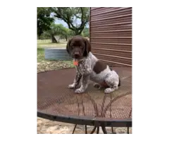 9 German Shorthaired Pointer Puppies for Sale - 10