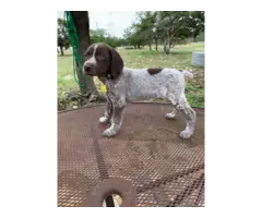 9 German Shorthaired Pointer Puppies for Sale - 11