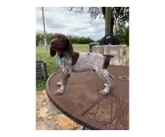 9 German Shorthaired Pointer Puppies for Sale - 12