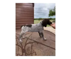 9 German Shorthaired Pointer Puppies for Sale - 13