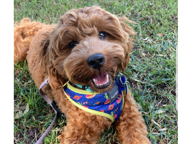 2 CUTE SCHNOODLE PUPPIES FOR SALE in Canandaigua, New York - Puppies