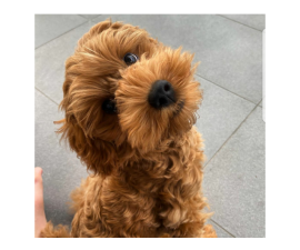 schnoodle canandaigua